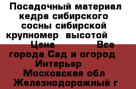 Посадочный материал кедра сибирского (сосны сибирской) крупномер, высотой 3-3.5  › Цена ­ 19 800 - Все города Сад и огород » Интерьер   . Московская обл.,Железнодорожный г.